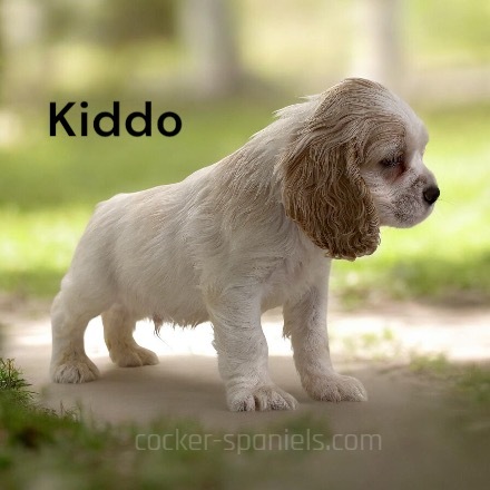 puppy, for, sale, Cocker Spaniel, Joe & Cherri  Overlease, dog, breeder, Miller, MO, dog-breeder, puppy-for-sale, forsale, nearby, find, puppyfind, locator, puppylocator, aca